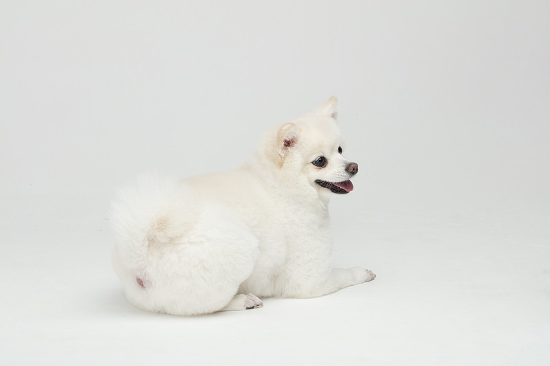 小狗坐在白色背景的照片摄影图片下载