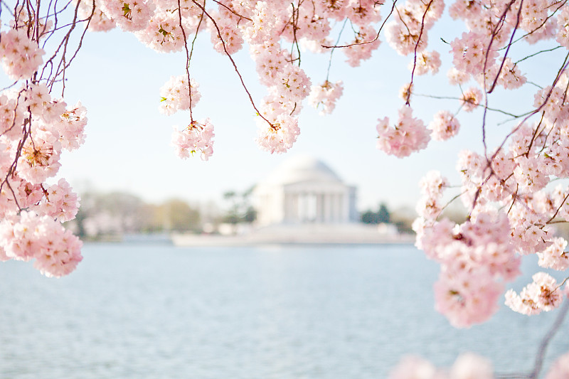 樱花和杰斐逊纪念堂图片下载
