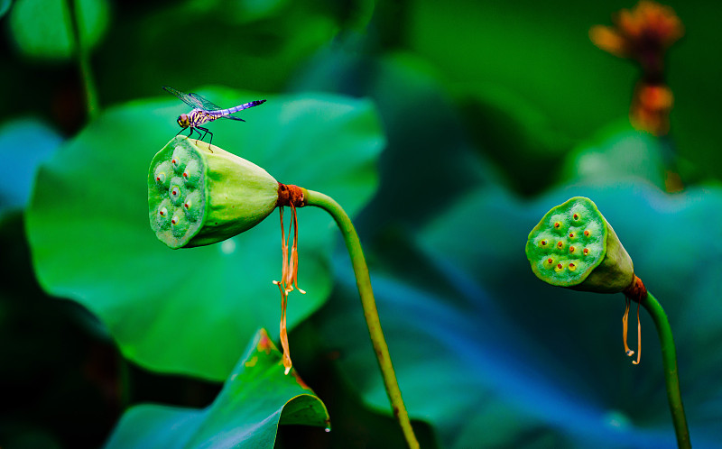 成熟的莲蓬 蜻蜓 荷叶图片素材