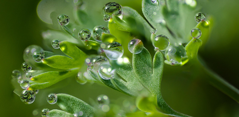 西班牙卡斯普雨季湿植物叶子的特写图片下载