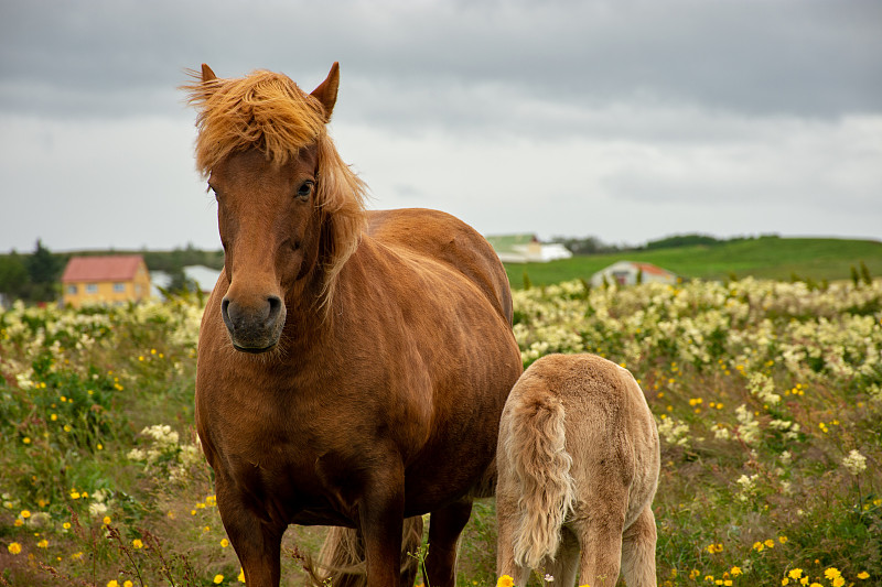 冰岛Vestmannaeyjar，马站在田野上的照片摄影图片下载