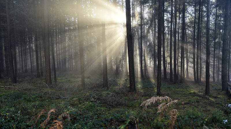 德国格罗乌姆施塔特森林中的树木图片素材