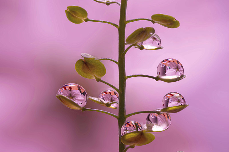 粉红色背景下的植物特写，东京，日本图片素材