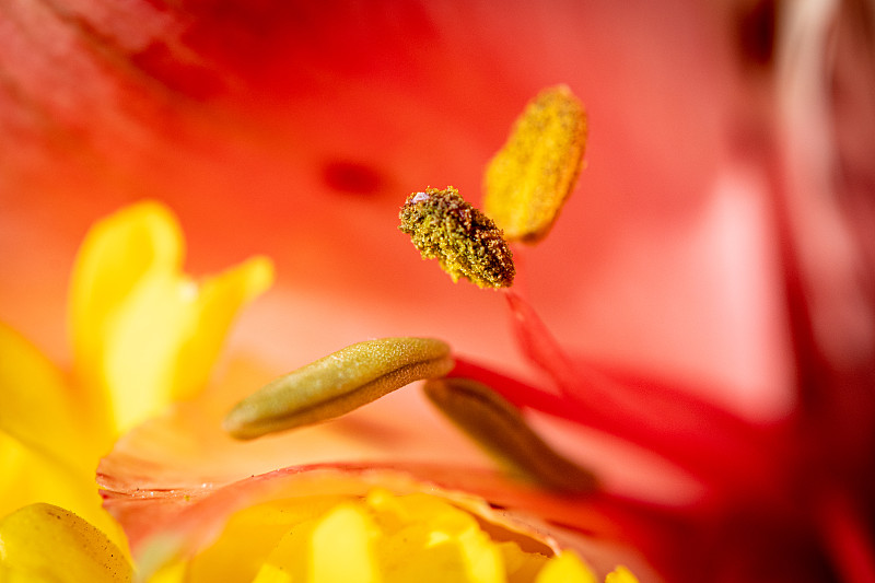 红色花朵的特写，多布罗米，乌克兰图片素材