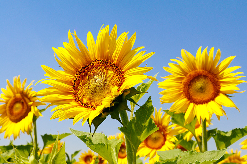 向阳花 向日葵sunflower图片下载