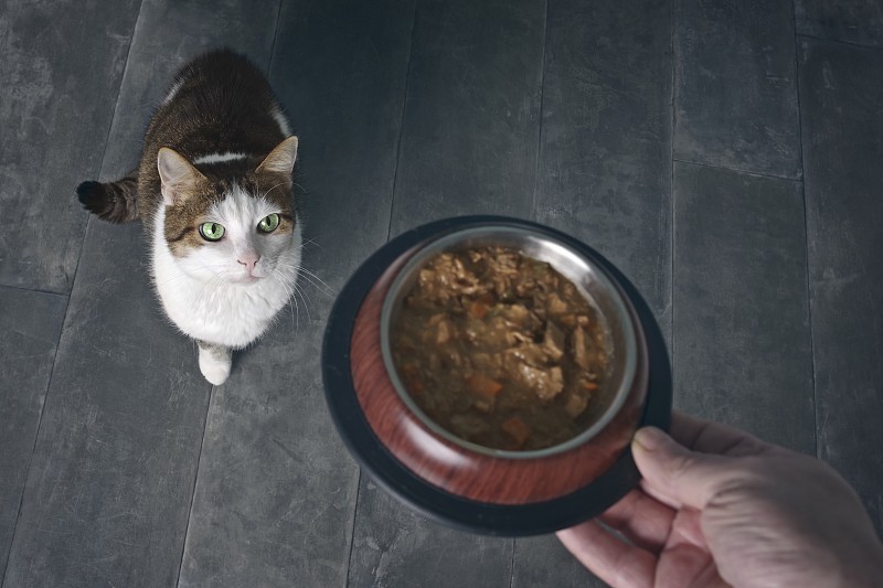 德国新乌尔姆，一只在家里被喂食的猫的肖像图片素材