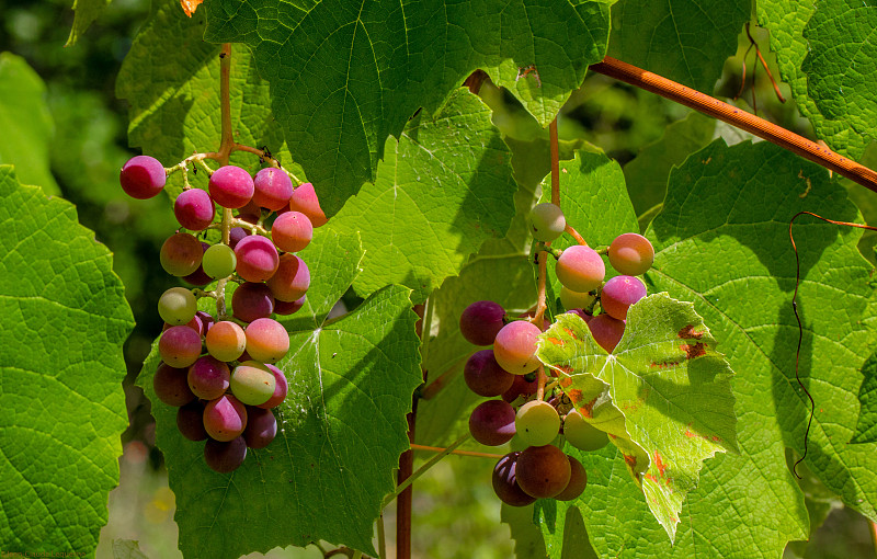 葡萄在树上生长的特写，拉洛克-提姆堡，法国图片下载
