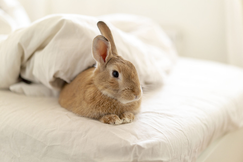 兔子在床上的特写图片下载