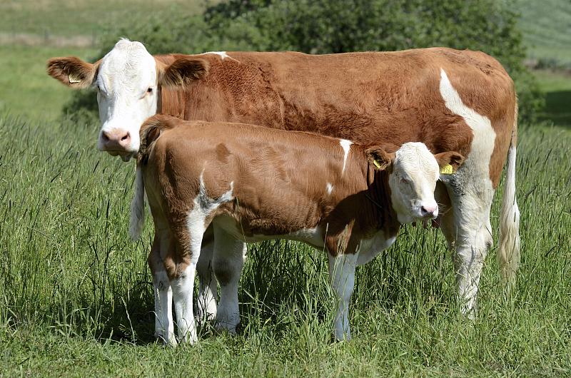 新西兰小母牛图片