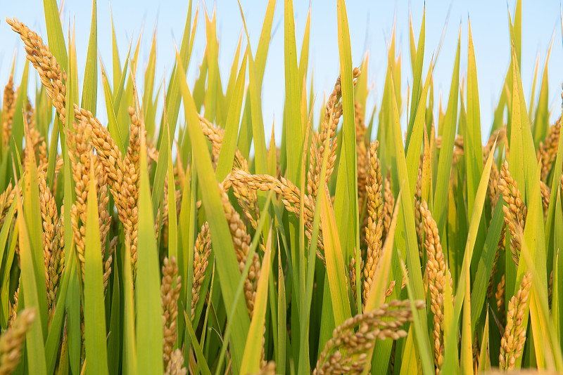 秋季丰收的水稻，稻穗特写图片下载