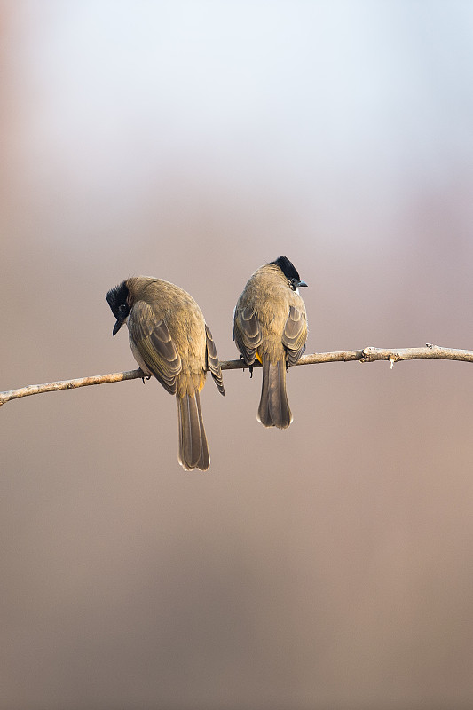 栖息在枝头上的二只小鸟图片素材