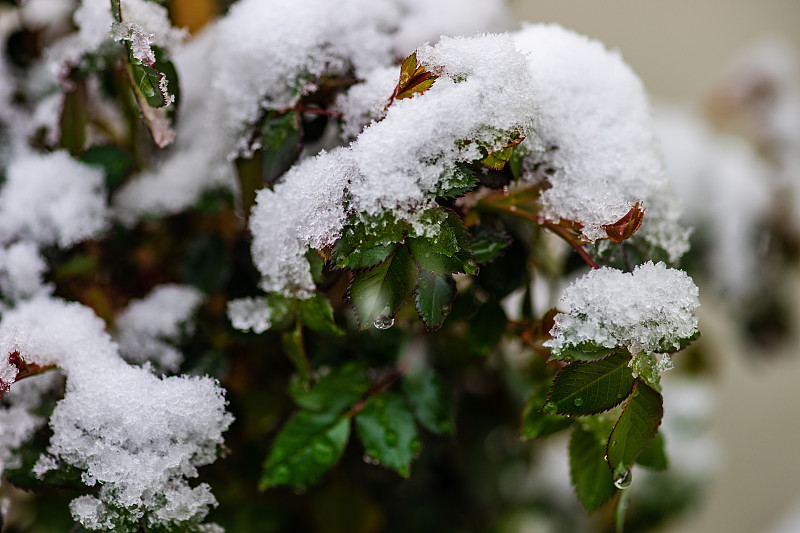 冬季冰冻植物特写图片素材
