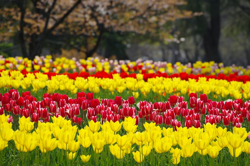日本大阪公园里黄色郁金香的特写图片素材