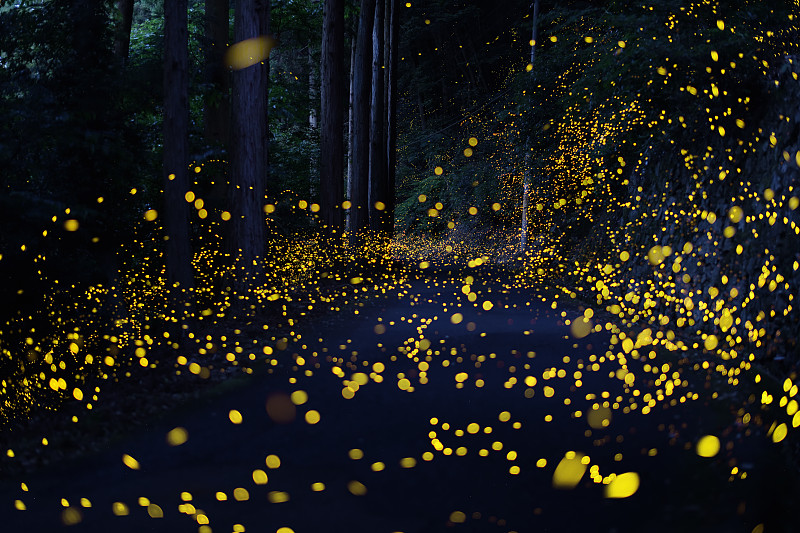 日本，萤火虫夜景特写图片素材