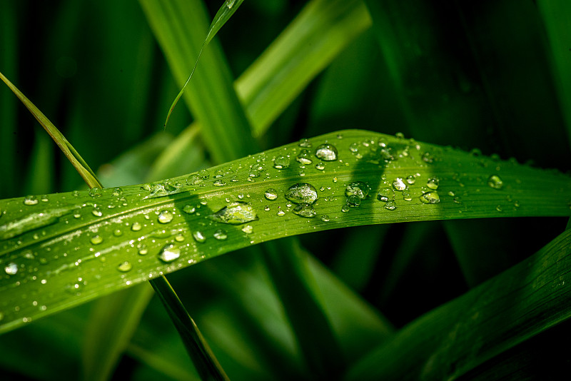 雨季湿植物叶子的特写图片下载
