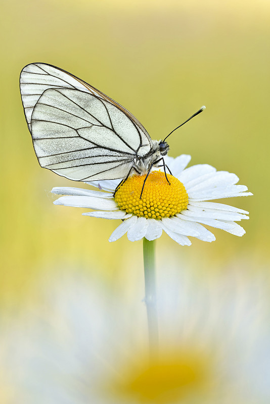 蝴蝶在黄花上传粉的特写图片下载