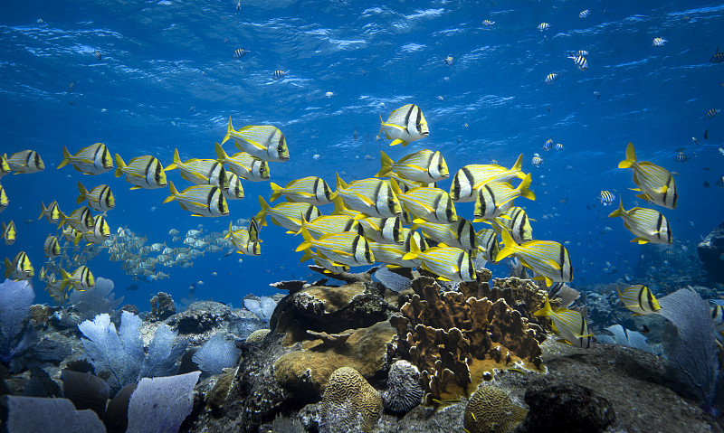 墨西哥尤卡坦半岛，鱼在海里游泳的特写图片下载