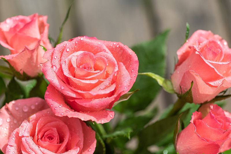 粉色玫瑰的特写图片素材