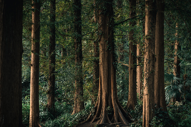 晨光中的杉树林图片素材
