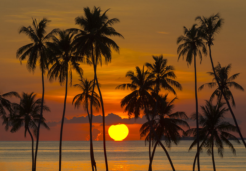 日落时分，马尔代夫卡福环礁海滩上棕榈树的剪影图片素材