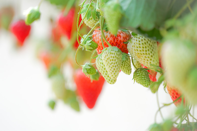 草莓生长在植物上的特写图片素材