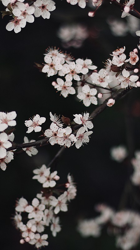 Blossom图片下载