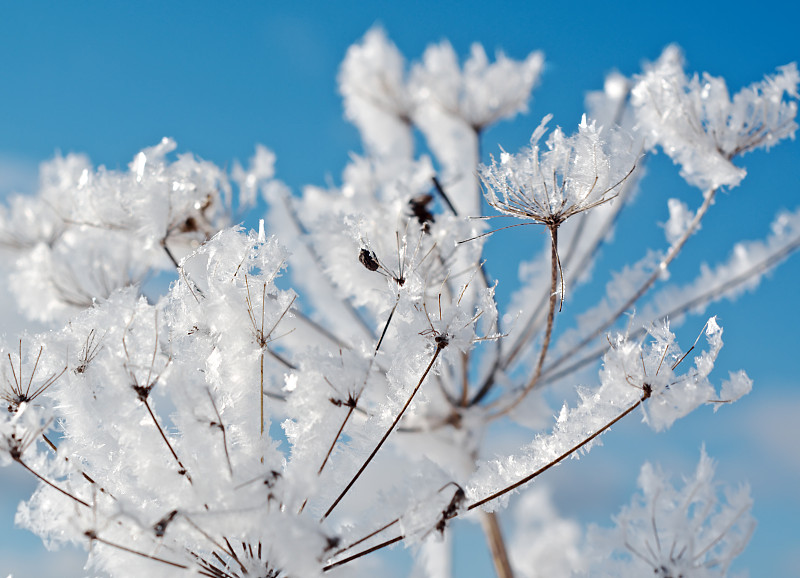 冰冻植物对天空的特写图片下载