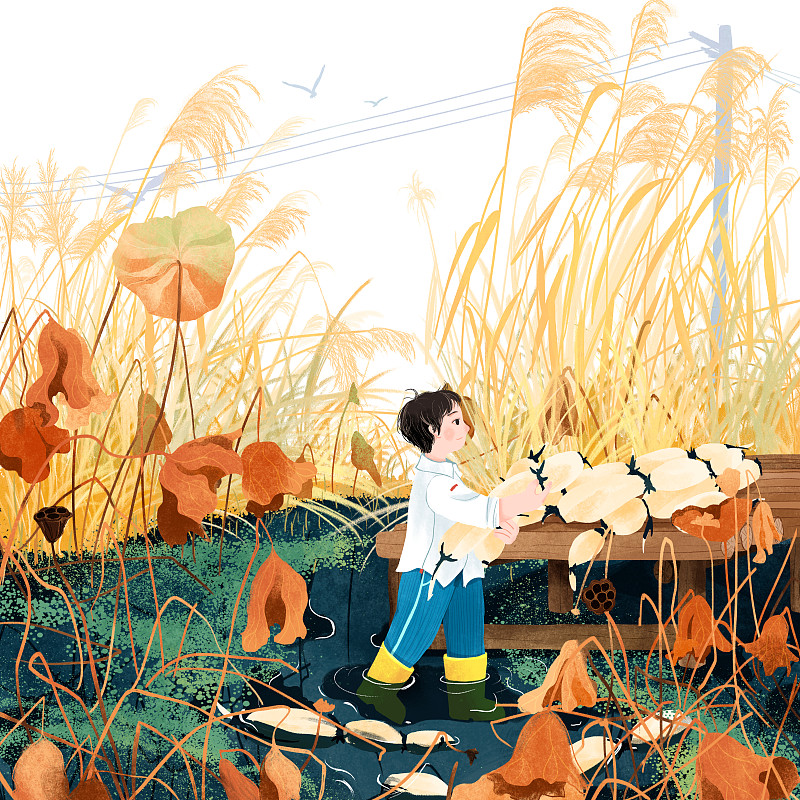 十月池塘残荷男孩挖莲藕童趣插画图片