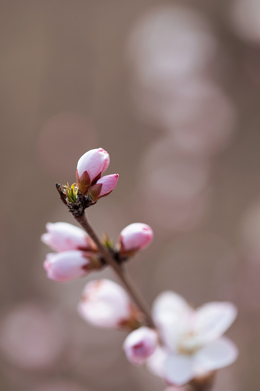 粉红色,花蕾,生长,春天图片下载