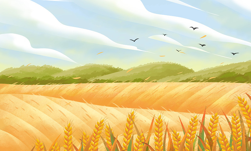 二十四节气之夏天的稻田图片下载