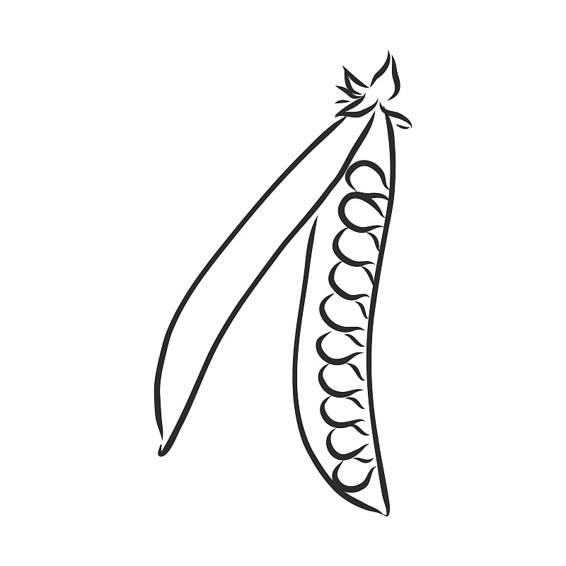 豌豆种子 简笔画图片