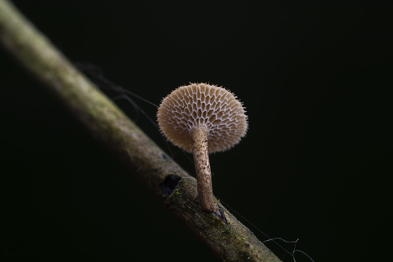 菌类 蘑菇图片下载