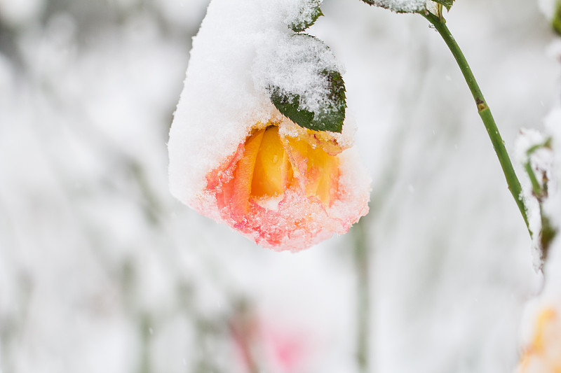 瑞雪映彩，白雪遮掩不了月季花的艳丽图片下载