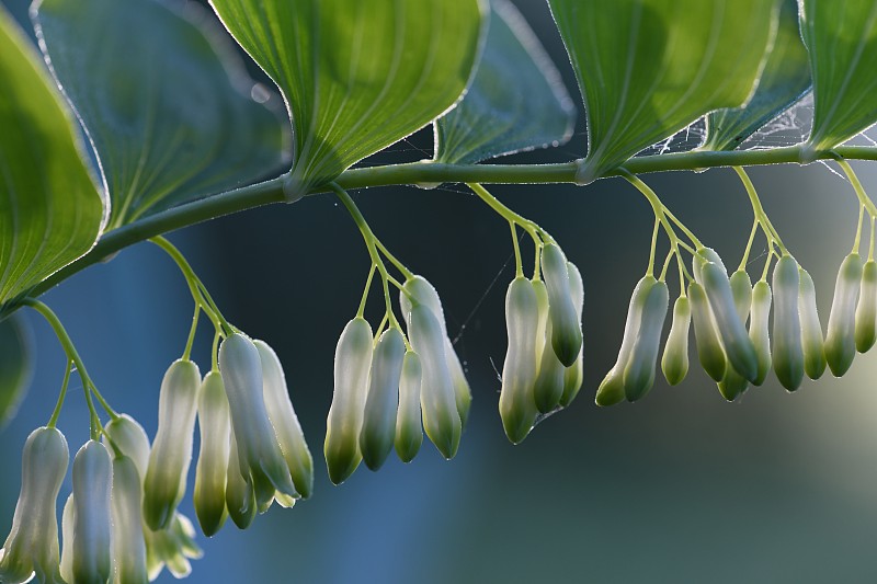 白色开花植物的特写镜头，法国图片下载