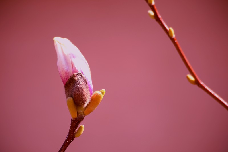 木兰，粉色花蕾的特写图片下载