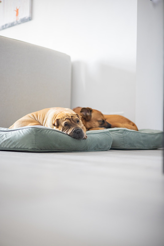 两只狗一起睡在家里的床上图片下载