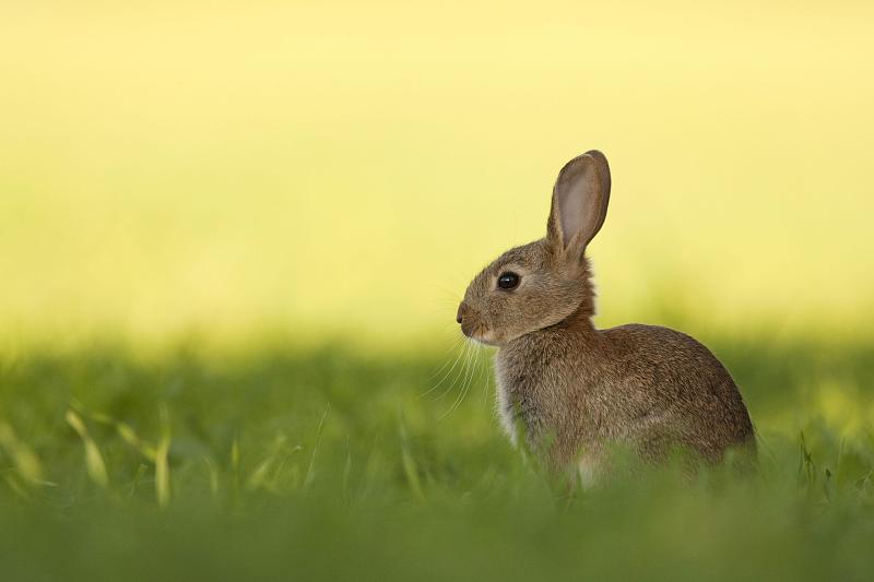 英国，欧洲，英格兰，诺福克，坐在田野里的欧洲小兔子(Oryctolagus cuniculus)图片下载