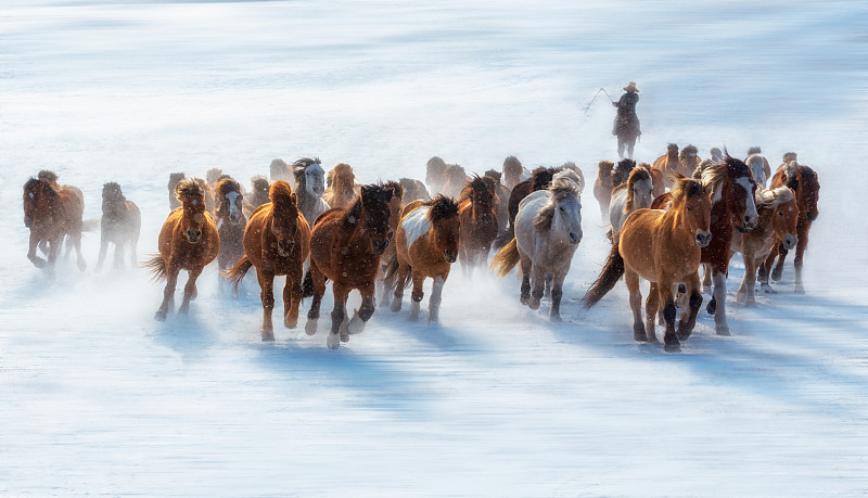 雪地上奔腾的马群图片下载