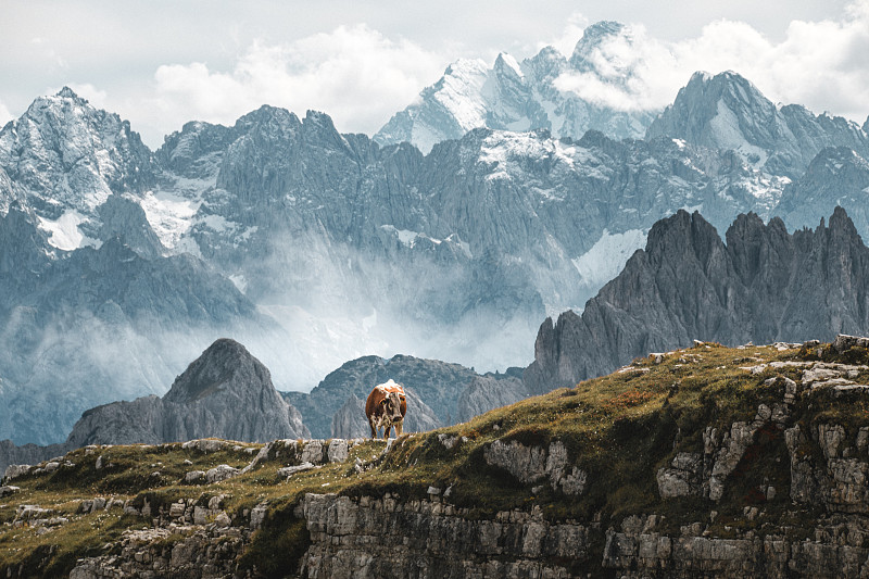 前面的看法，牛在山上对天空，意大利图片下载