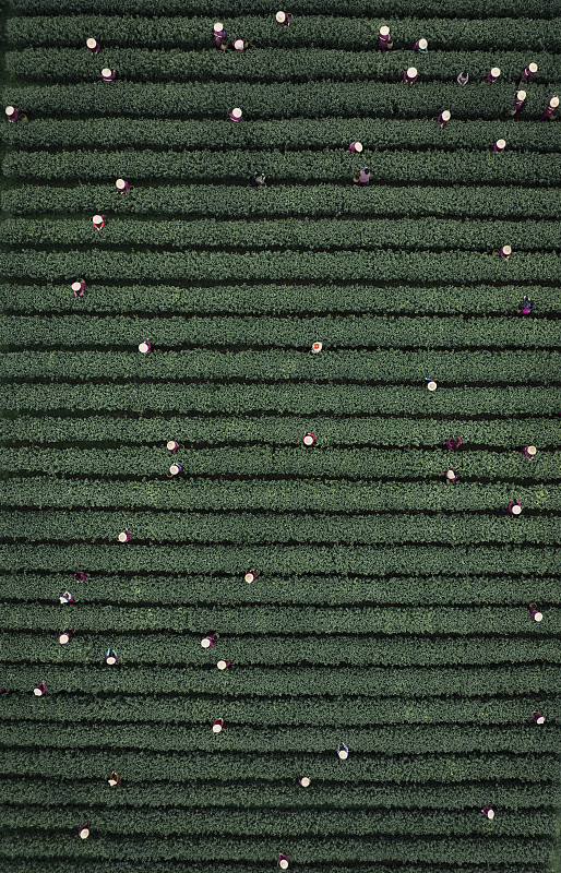 春季茶园采茶红色绿色平行条纹纹理农业茶叶养生金融健康行业金融天然自然图片下载
