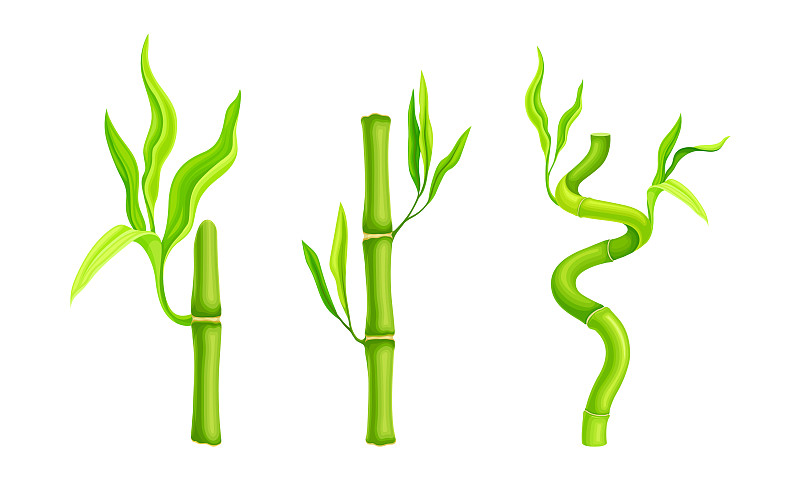 绿色竹茎集热带有机植物插画图片