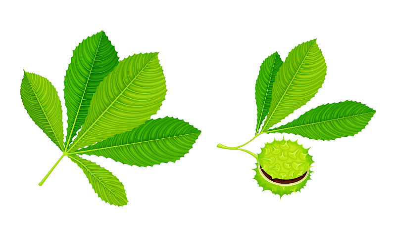 栗树的叶子和带皮刺的绿色种子插画图片