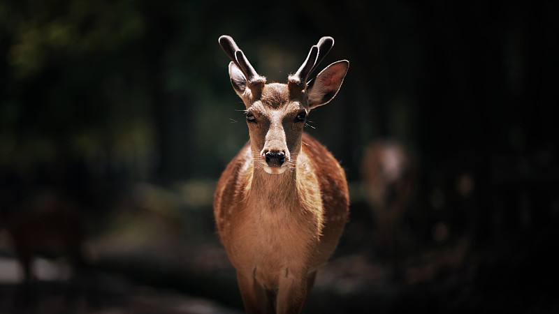 奈良的鹿图片下载