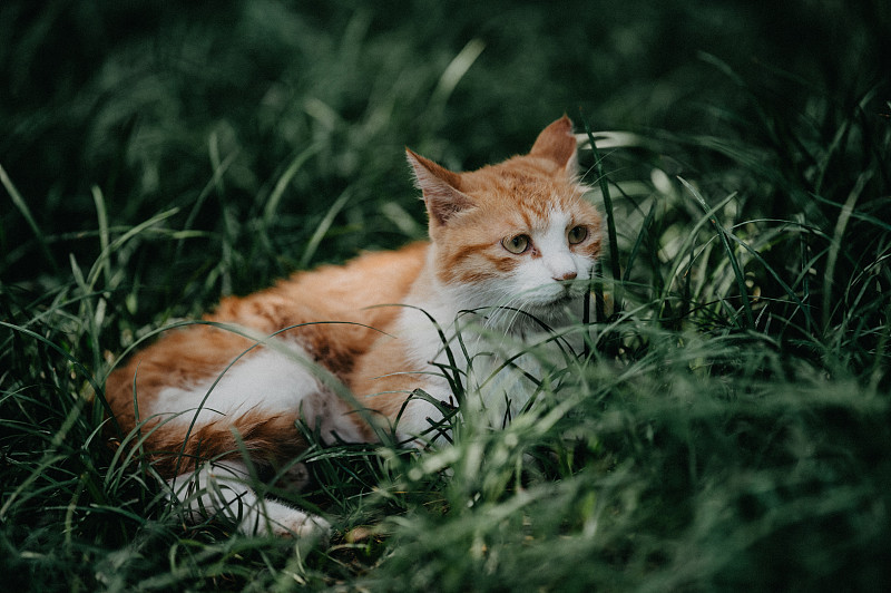 猫坐在草地上的特写镜头图片下载