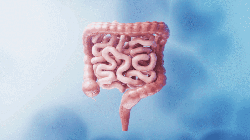 内脏器官肠道3D渲染图片下载