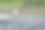 霞浦湿地-白鹭的轻盈优雅摄影图片