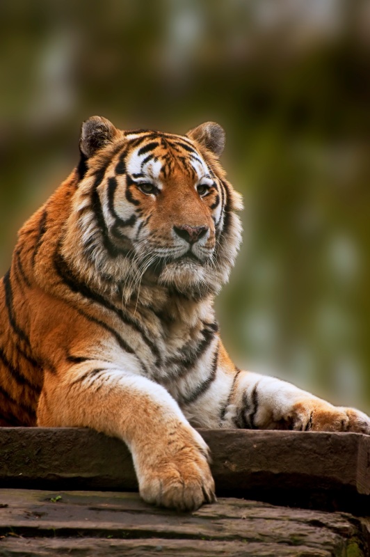 美丽的老虎在温暖的一天放松图片下载