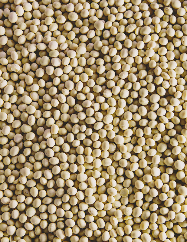 黄豆，小而圆的豆子，是最受欢迎和健康的豆类之一。图片下载