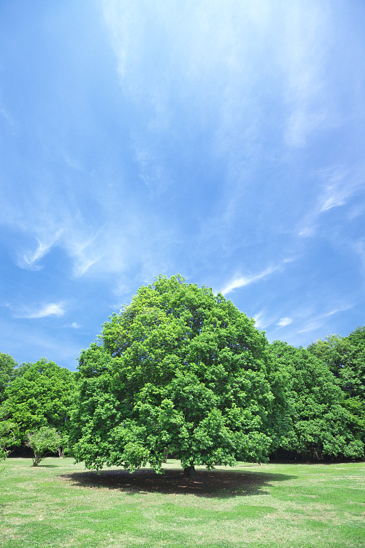 日本神奈川县川崎市一个公园里的树木和草坪图片下载