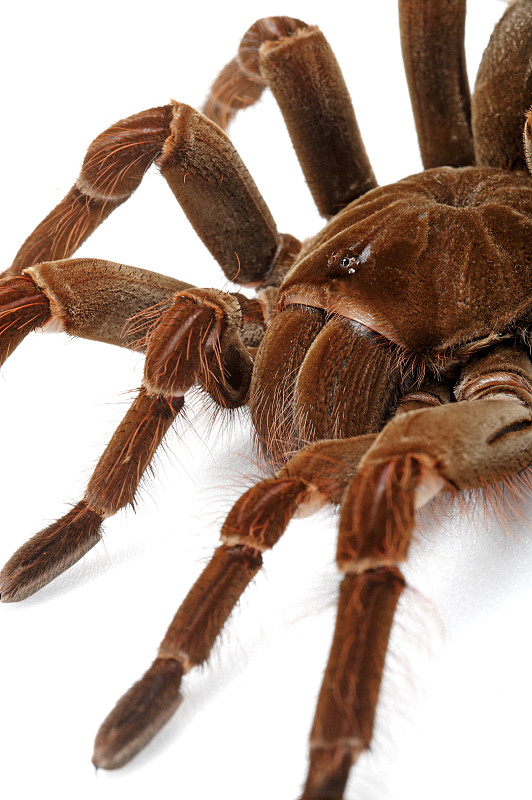 亚马逊巨型食鸟蜘蛛图片